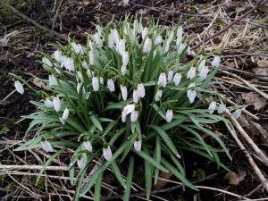 IMG_20160322_110739-www